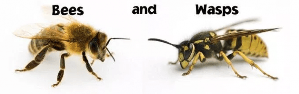 bees vs wasps