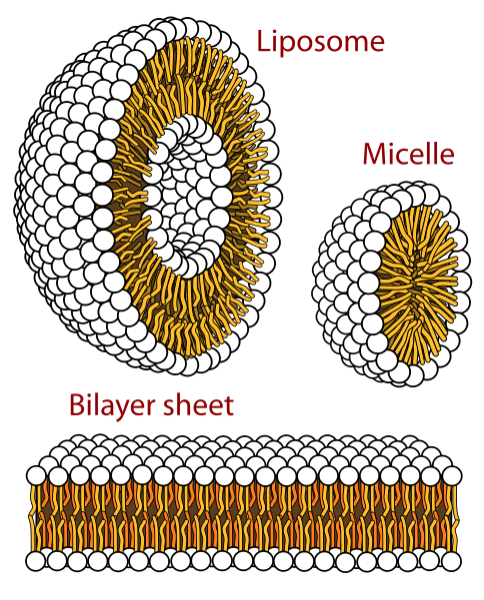 fun chemistry facts about micelles