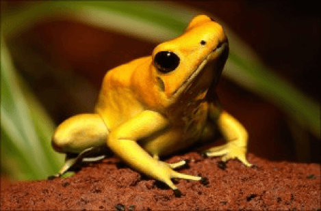 poisonous dart frog