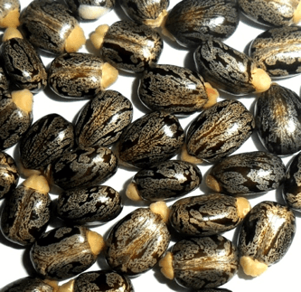 poisonous castor seeds