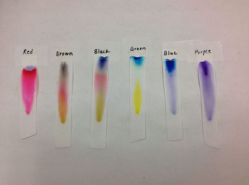 chromatography experiment for kids