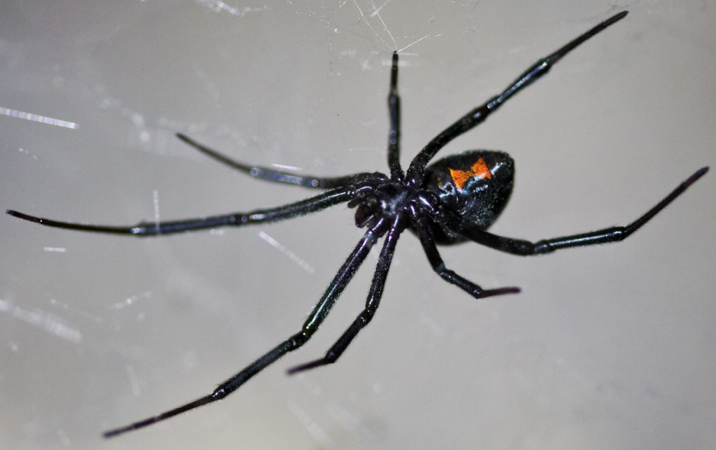 black widow venomous spider