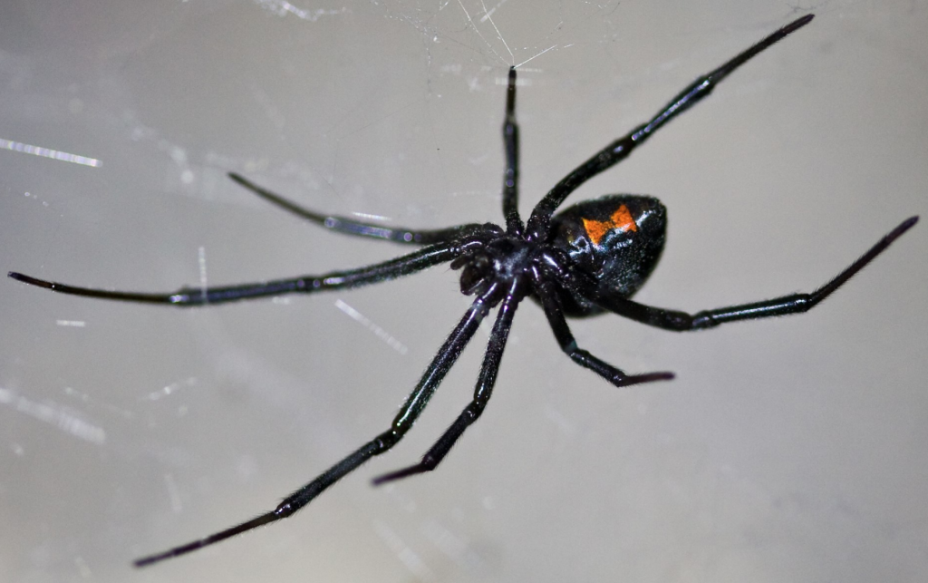 Some spiders may spin poisonous webs laced with neurotoxins