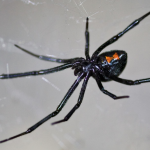 Neurotoxin vs. Cytotoxin: The Difference between Spider Venoms