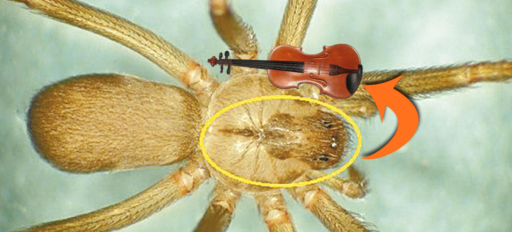 brown fiddler spider